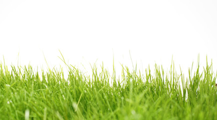 green grass meadow lawn blade of grass
