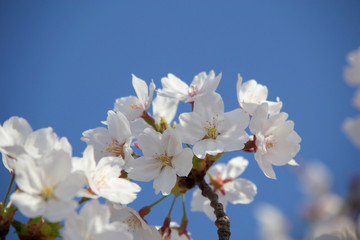 桜の花と青空