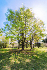 東京武蔵野 野川公園のケヤキの新緑