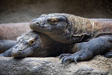 Pair of komodo dragons.