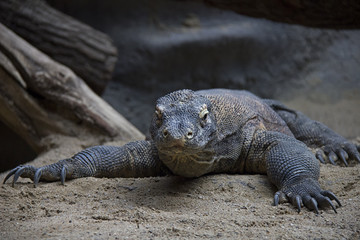Portrait of komodo dragon.