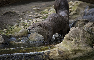 Eurasian otter in water.