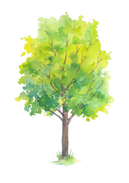 Tree with green leaves isolated on white background. Hand painted in watercolor.
