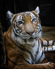 Portrait of Malayan tiger.