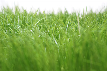 green grass meadow lawn blade of grass