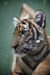 Portrait of Malayan tiger cub.