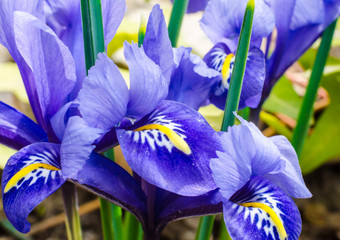 spring flowers, primroses, bright blue irises and bright yellow  © Sofiia