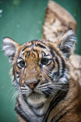 Portrait of Malayan tiger cub.