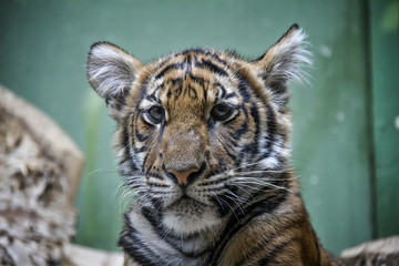 Portrait of Malayan tiger cub.