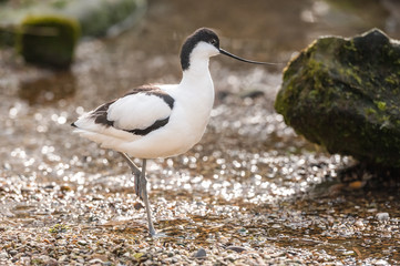 pied avocet wading bird on a pebbled beach
