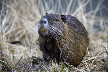 Portrait of Coypu (Nutria). Photo was taken in the Czech Republic.