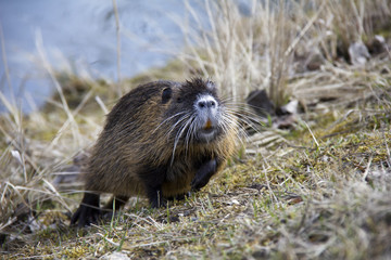 Coypu (Nutria). Photo was taken in the Czech Republic.
