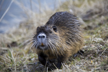 Coypu (Nutria). Photo was taken in the Czech Republic.