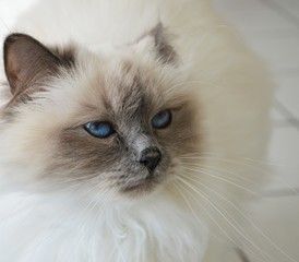 Birma-Katze, Portr&auml;t