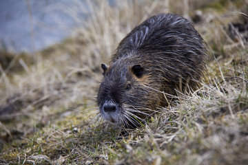 Coypu (Nutria) near pond. Photo was taken in the Czech Republic.