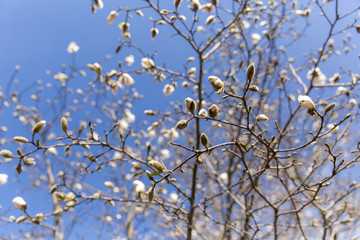 Flowers blossoming in springtime