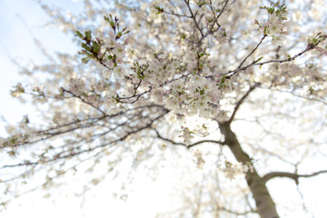 Flowers blossoming in springtime