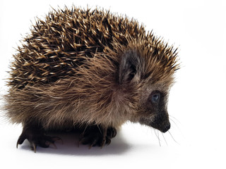 Igel freigestellt auf weißem Hintergrund