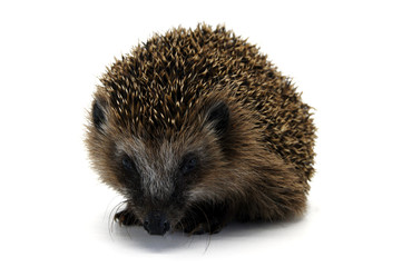 Igel freigestellt auf weißem Hintergrund
