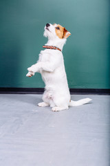 Puppy dog jack russell terrier dog posing, listen, talk..