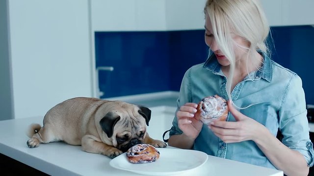 The owner teasing the dog with a bun. Pug with young blonde woman on the kitchen. Daily light.