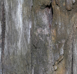 real nature wood texture for background
