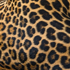 Leopard fur background.