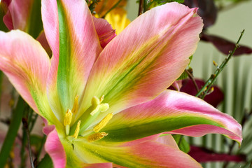 Weit geöffnete rosa-grüne-gelbe Tulpe mit spitzen Bühtenblättern 