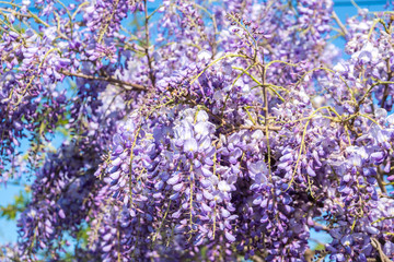 closeup of a beautiful cascade of wisteria flowers