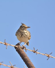 Crested Lark (Galerida cristata), Crete