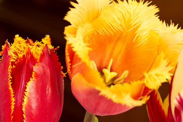 Fototapeta na wymiar Rote Tulpe mit gelben Fransen - Ansicht von oben