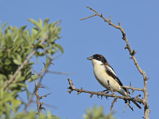 Woodchat shrike (Lanius senator), Crete	