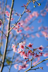 Close up of cherry blossom flowers with blue sky.