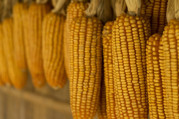 Dried corn cobs hanging background.