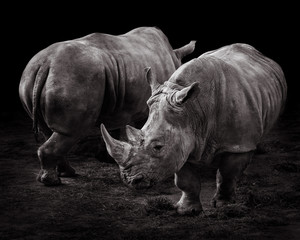 Obraz premium White Rhinos