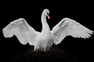 Fototapete Rund Mute Swan © Abeselom Zerit