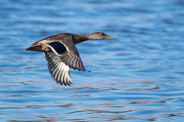 Mallard in Flight