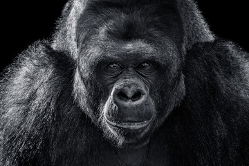 Western Lowland Gorilla XII © Abeselom Zerit