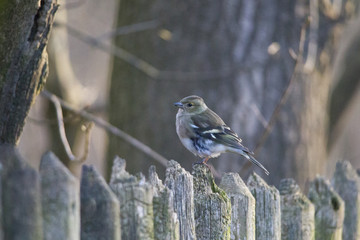 A female chaffinch is sitting at the fence serching for food