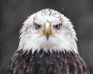Fototapeta premium Bald Eagle XIX