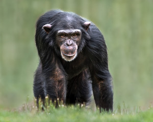 Chimpanzee XXXII