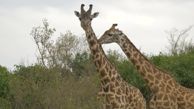 Two giraffes in Maasai Mara