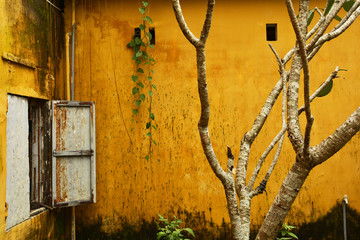 A yellow wall on an old historic building in the UNESCO listed central Vietnamese town of Hoi An
