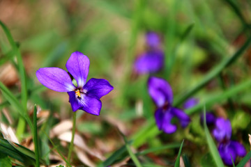 veilchen in der wiese