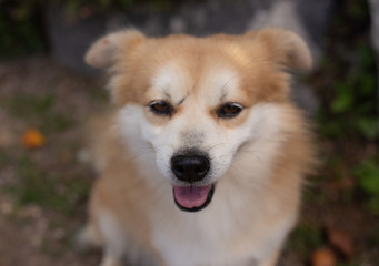 귀여운 강아지(Cute dog)