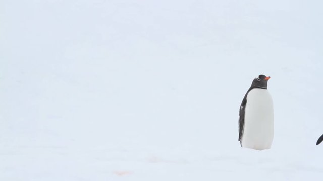 Gentoo Penguins in Antarctica.