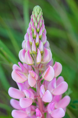 pink lupine flowers