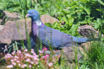 Taube wild im Garten an der Tränke