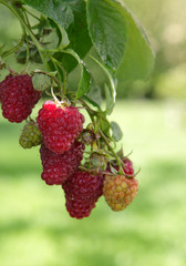 Raspberries on a branch close up.