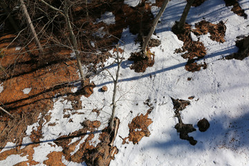 Aerial view of the forest
